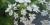 Heracleum mantegazzianum