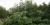 Heracleum mantegazzianum