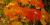 Herbe à la puce (Toxicodendron radicans) - Coloration automnale