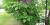 Herbe à la puce (Toxicodendron radicans) - Forme grimpante