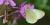 Colias pelidne
