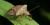 Pentatomidae