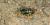  Bicyrtes quadrifasciatus 