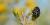 Pentatomidae