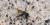 Bee flies