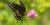 Papilio polyxenes