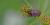 Pentatomidae