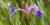 Iris versicolor