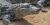 Broad-snouted caiman