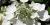 Hydrangea paniculata 'Quick Fire'