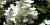 Hydrangea paniculata 'Quick Fire'