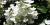  Hydrangea paniculata 'Quick Fire'
