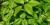 Herbe à la puce (Toxicodendron radicans) - Feuillage estival