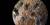 Neolecanium cornuparvum