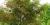 Horsechestnut leaf blotch