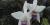 Laelia anceps var. veitchiana 'Fort Caroline' HCC/AOS