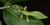 Le Tirant's leaf insect