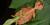 Le Tirant's leaf insects: male and female