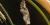 Longwing butterfly chrysalis