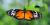 Longwing butterfly