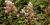 Hydrangea paniculata 'Pinky Winky'