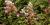  Hydrangea paniculata 'Pinky Winky'