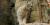 Lynx canadensis