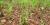 Fougère-à-l'autruche (matteuccia struthiopteris)