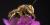 Megachile rotonda