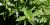 Mentha spicata