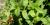 Mentha spicata
