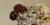 Mexican leaf-cutting ants and the mushroom they feed on