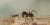 Mexican leaf-cutting ants