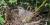 Moqueur chat : nid