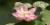 Fleur de lotus