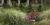 Grasses flowerbeds