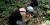 Photographing arthropods.