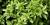 Ocimum basilicum