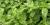 Ocimum basilicum 'Italian Large Leaf'