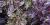 Ocimum basilicum 'Purple Ruffles'