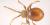 Shiny spider beetle
