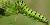 Papilio polyxenes