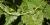 Parthenocissus quinquefolia