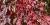 Parthenocissus quinquefolia
