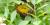 Paruline jaune : nid