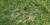 Sparse lawn