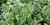 Petroselinum crispum (gr. Neapolitanum) 'Laura'