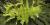 Philodendron bipinnatifidum