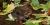 Rhinella marina