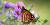 10 - New England aster
